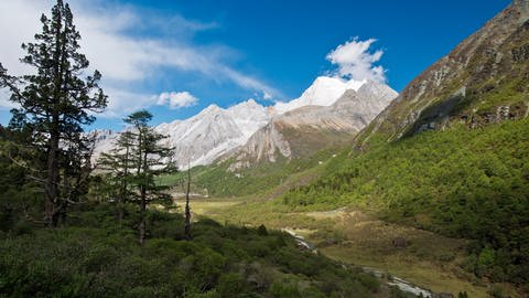Bergwald in Tibet: mit Bäumen bewachsene Abhänge, im Hintergrund verschneite Berge des Himalaya.
