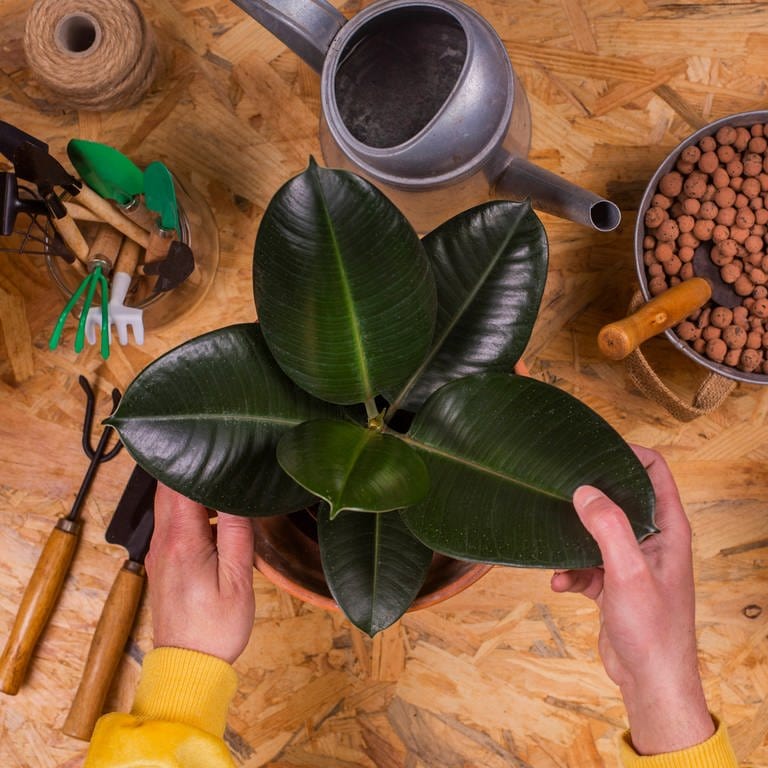 Pflege für Gummibaum: Hände berühren einen Gummibaum, der auf einem Tisch steht. Darum herum liegen Gartenwerkzeuge