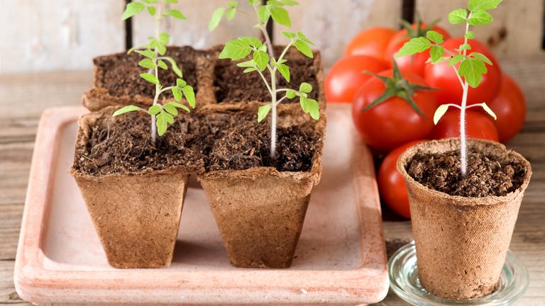 Junge Tomatenpflanzen stehen zur Auspflanzung bereit. Im Hintergrund reife Tomaten, die auf einem Holzbrett liegen.