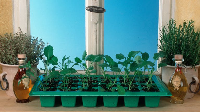 Junge Gemüsepflanzen in einer Anzuchtschale auf einer Fensterbank.