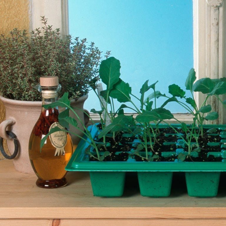 Junge Gemüsepflanzen in einer Anzuchtschale auf einer Fensterbank. (Foto: picture-alliance / Reportdienste, imageBROKER | Diez, O.)