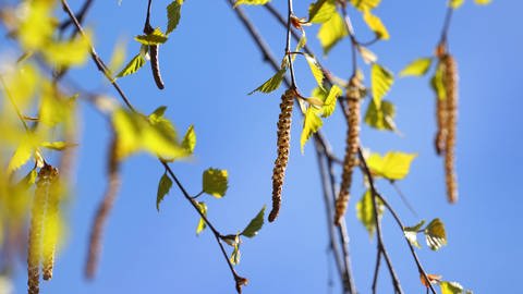 Birkenfrucht an einem dünnen Ast, mehrere kleine Äste drumherum mit kleinen Blättern vor blauem Himmel - Birkenpollen führen oft zur Allergie