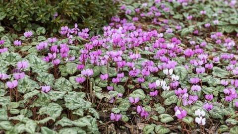 Gartentipp: Vorfrühlings-Alpenveilchen können einen Blütenteppich ausbilden, wenn man sie wachsen lässt.