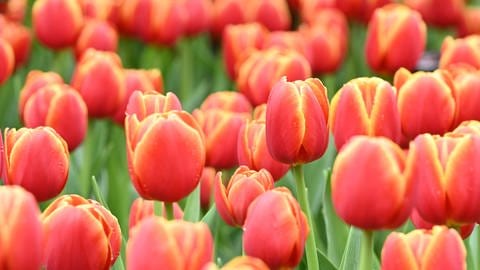 Tulpen gelten als die Königinnen im Garten. Die Frühblüher lassen im Frühling den Garten aufleuchten – die Blumen sind eine wahre Pracht. (Foto: picture-alliance / Reportdienste, picture alliance / CFOTO | CFOTO)