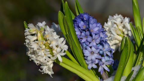 Im Fühjahr blühen Hyazinthen weiß und blau: Die Pflanzen bringen den Frühling in den Garten. (Foto: picture-alliance / Reportdienste, picture alliance / imageBROKER | Kurt Möbus)