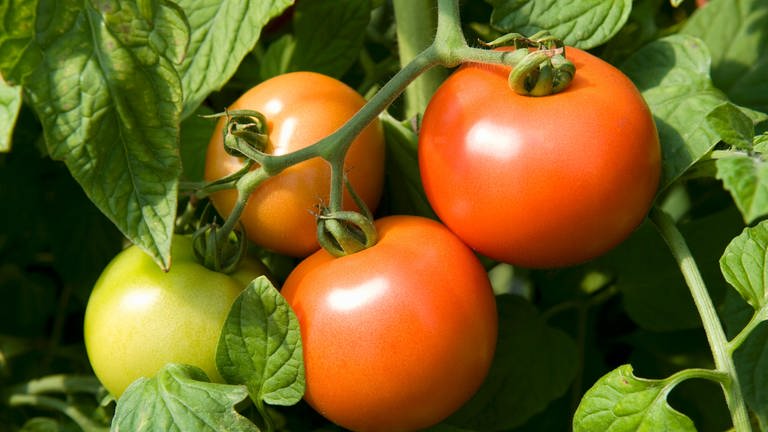 Leckere Tomaten selbst anbauen.