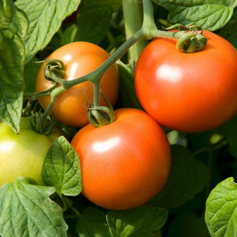 Leckere Tomaten selbst anbauen. (Foto: picture-alliance / Reportdienste, Foodcollection)