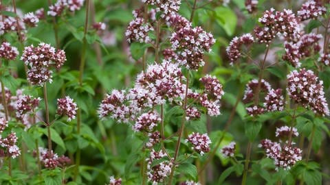 Hitzeverträgliche Pflanzen: Wilder Dost oder auch Oregano, ganz viele blühende Stängel mit kleinen lila Blüten