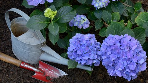 Hortensien pflegen: Neben einer blauen Hortensie liegen Gartenwerkzeuge und eine Gießkanne