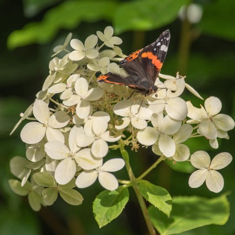 Ein Schmetterling (Admiral) sitzt auf den Blüten einer Schmetterlings-Hortensie.