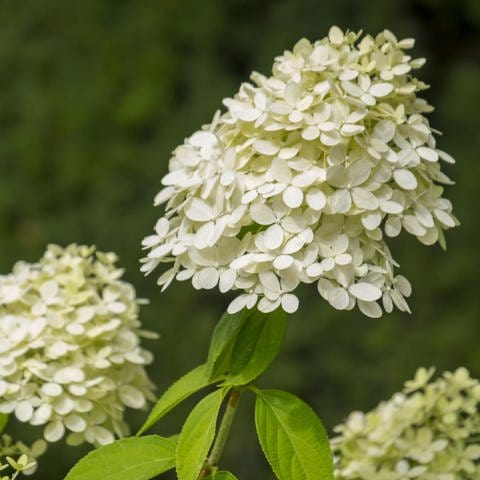 Hortensien schneiden: Eine weiße Blüte der Rispenhortensie in Großaufnahme