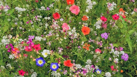 Der Rasen in einem Garten ist mit Blumen übersäht. Die Blumenwiese muss man auch mähen und düngen. (Foto: picture-alliance / Reportdienste, picture alliance / imageBROKER | Manfred Bail)