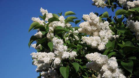 Flieder gibt es in vielen Sorten, wie hier der weiß blühenden Mme Lemoine. Wie alle Edelflieder ist er leicht zu pflanzen, pflegen und schneiden. (Foto: IMAGO, IMAGO / Zoonar)