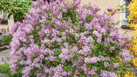 Der Zwergduftflieder ("Syringa meyeri") ist ein kleiner Flieder, der wunderschön blüht und im Garten nicht zu viel Platz braucht. Die kleinen Sorten sind leicht zu pflanzen, pflegen und schneiden. (Foto: IMAGO, IMAGO / blickwinkel)