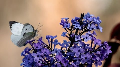 Schmetterling an einer Blüte: Alle Sorten von Flieder bieten Insekten eine Nahrungsquelle. So ist er zu pflanzen, pflegen und schneiden.