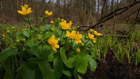 Gelbe Blüte der Sumpfdotterblume: Die Pflanze gilt als Frühjahrsbote und blüht hier am Waldrand im Naturpark Schwäbisch-Fränkischer Wald.