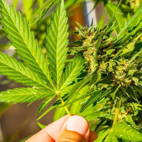 Cannabis anbauen: Hanf im Eigenanbau zu Hause nach Regeln