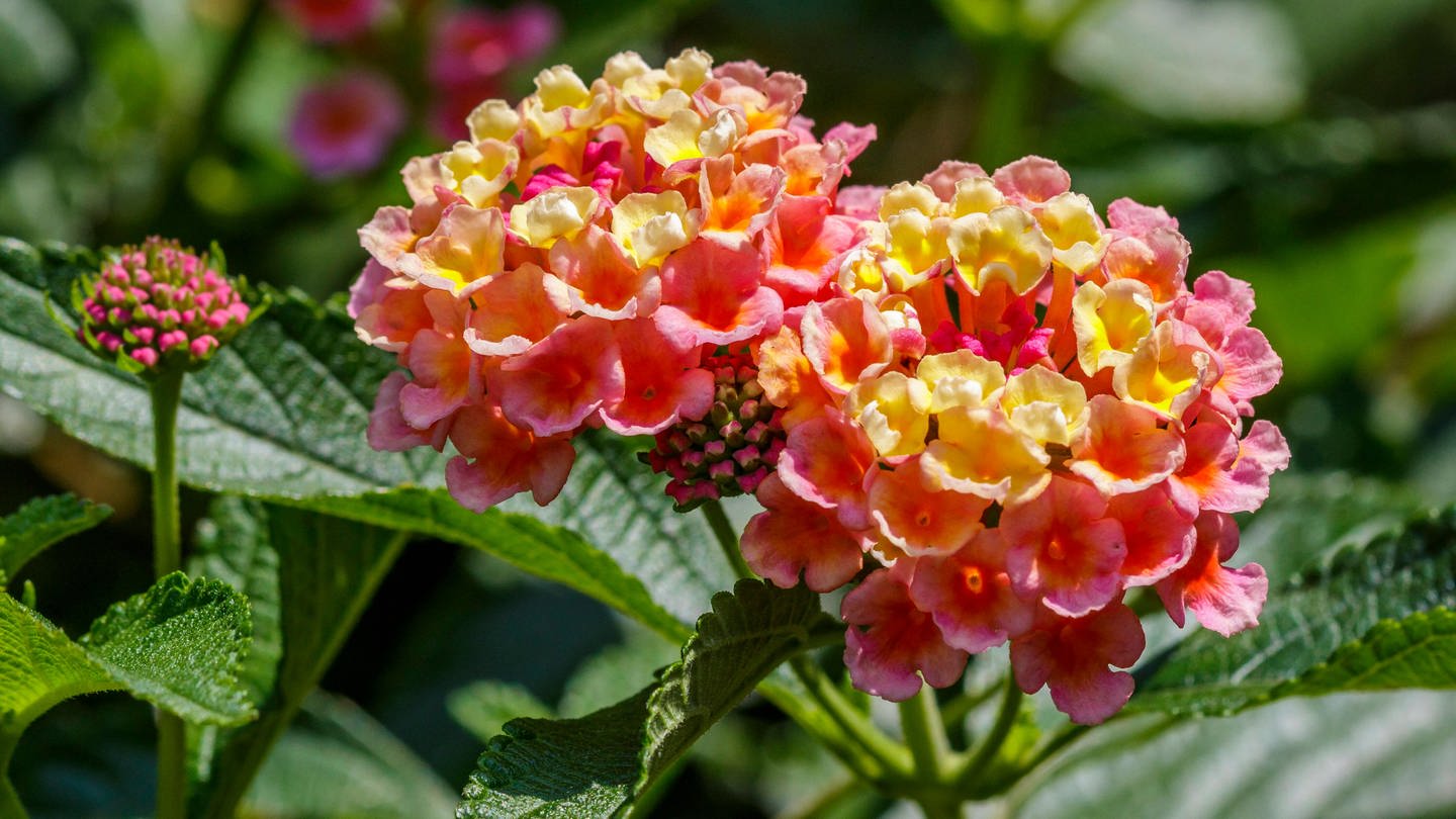 Diese Blume blüht den ganzen Sommer: Wandelröschen in zartem Pink und Gelb (Foto: IMAGO, IMAGO / McPHOTO)