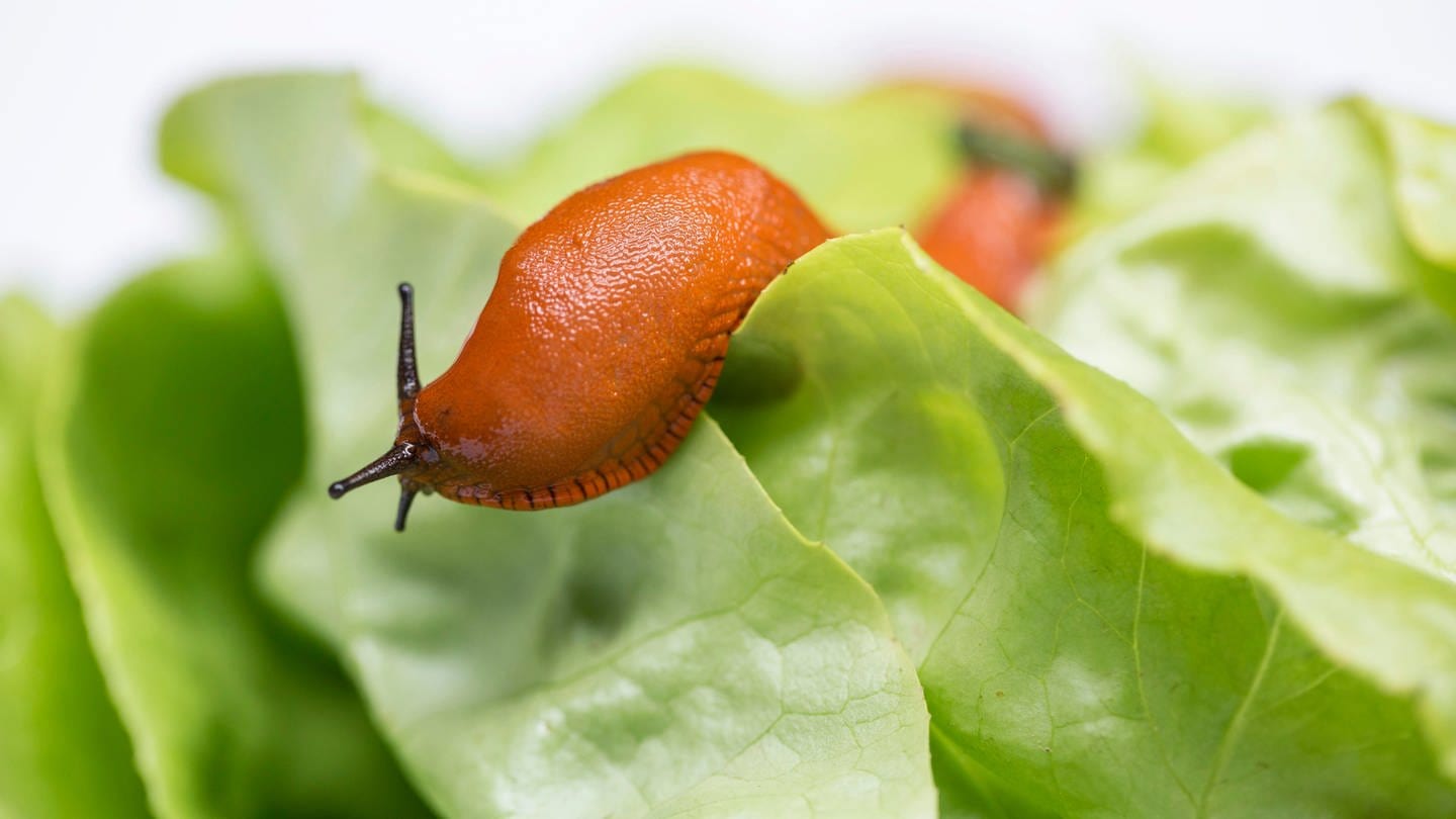 Eine Rote Wegschnecke (Arion rufus), auch Große Wegschnecke genannt, frisst in einem Garten an einem Salat. (Foto: picture-alliance / Reportdienste, picture alliance / imageBROKER | Jan Tepass)
