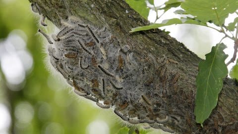 Raupen des Eichenprozessionsspinners bilden ein Nest am Stamm einer Eiche.