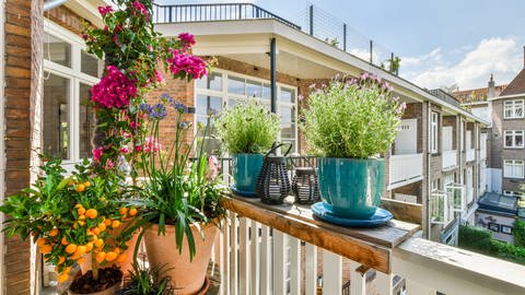 Ein blühender Balkon ist für Bienen wie ein gedeckter Tisch.