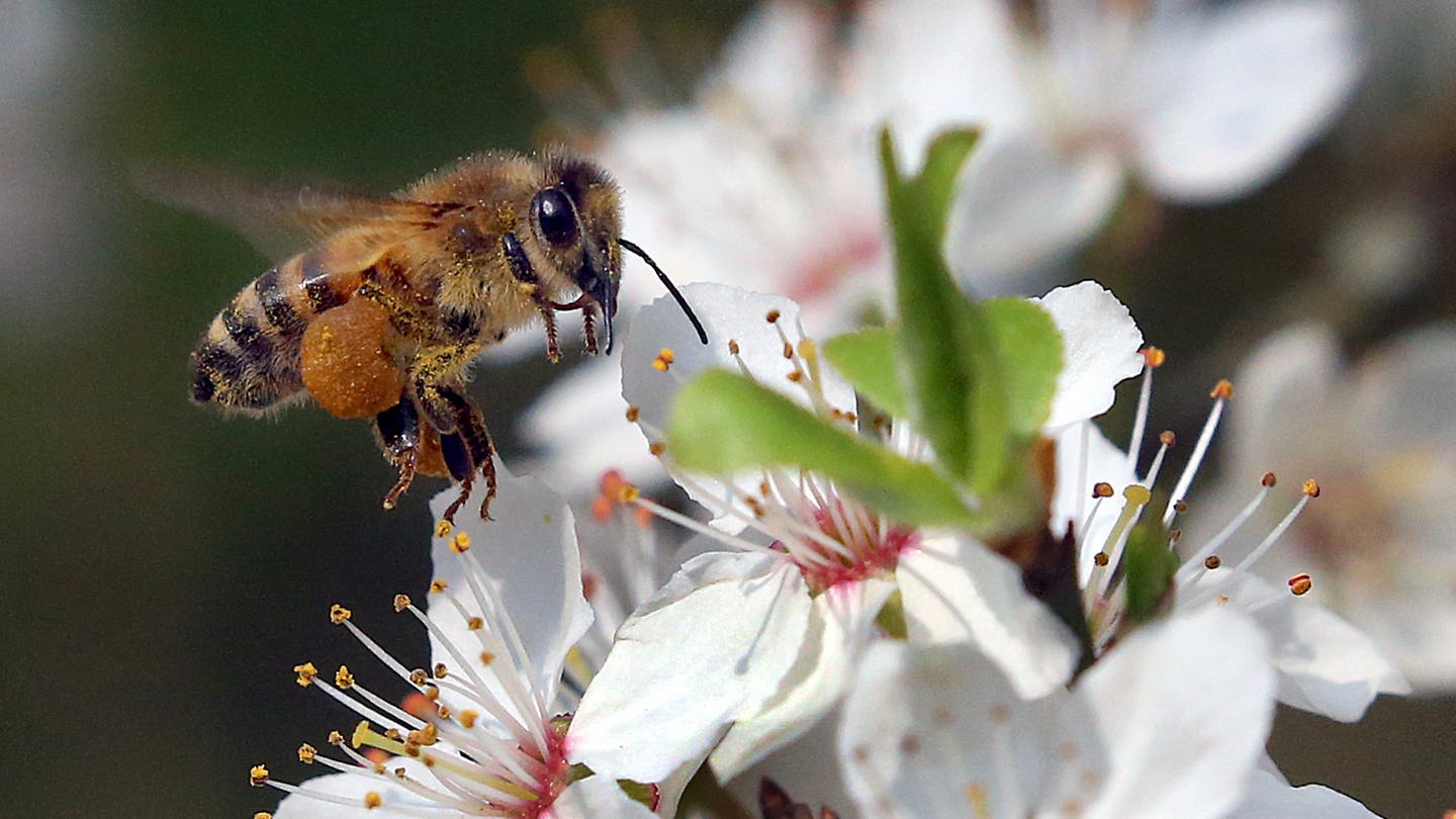 Um Honigbienen und Wildbienen besser zu schützen, braucht es mehr Wildblumen und weniger Pestizide. Auf dem Bild fliegt eine Biene zu einer Blüte. (Foto: picture-alliance / Reportdienste, dpa | Wolfgang Kumm)