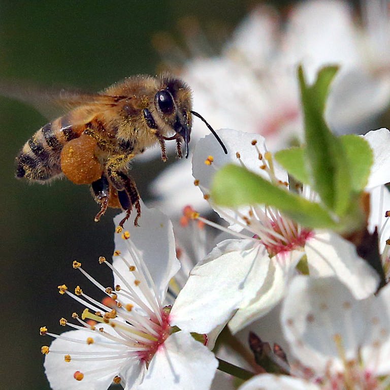 Um Honigbienen und Wildbienen besser zu schützen, braucht es mehr Wildblumen und weniger Pestizide. Auf dem Bild fliegt eine Biene zu einer Blüte.