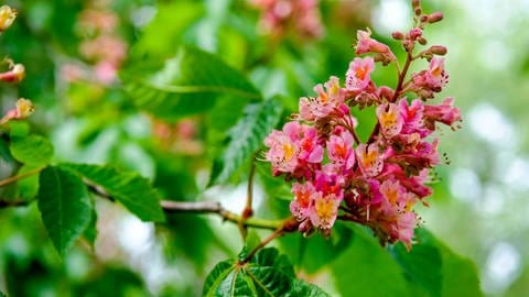 Rote Blüten eines Kastanienbaums - eine gute Nahrungsquelle für Bienen 