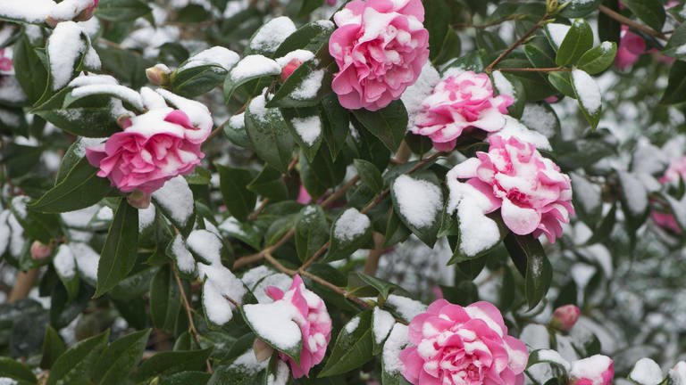Strauch mit rosafarbenen Kamelienblüten, von Schnee bedeckt.