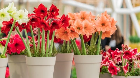 Zimmerpflanzen: Amaryllis pflegen im Topf für schönen Blüten in rosa und rot.