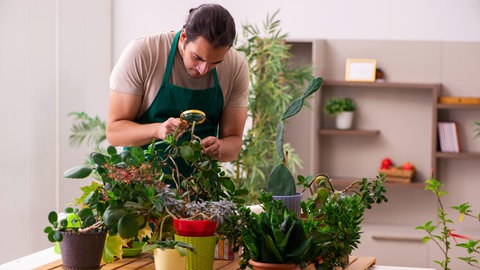 Zimmerpflanzen regelmäßig auf Schädlinge kontrollieren.