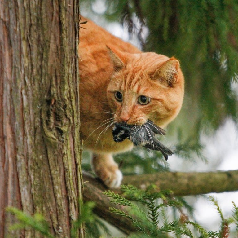 Katzen töten millionenfach Vögel jedes Jahr  (Foto: IMAGO, Michael Kristen)