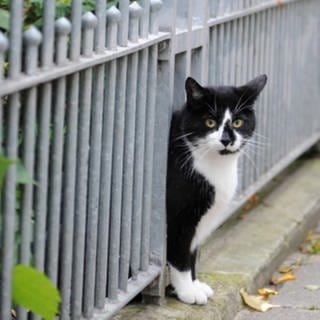 Geschätzt zwei Millionen streunende Katzen leben in Deutschland (Foto: picture-alliance / Reportdienste, Picture Alliance)
