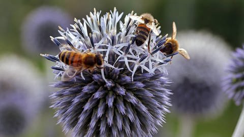 Bienen sammelen auf einer Kugeldistel Honig (Foto: IMAGO, Shotshop)