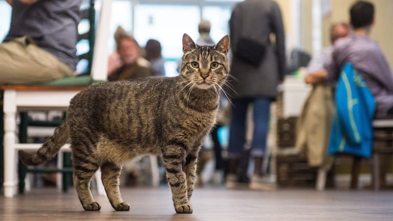 Eine Katze steht in Hamburgs erstem Katzen-Café, während im Hintergrund Besucher an Tischen sitzen. (Foto: picture-alliance / Reportdienste, dpa Bildfunk, Christina Sabrowsky)