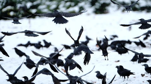 Krähen auf einem verschneiten Feld (Foto: dpa Bildfunk, Picture Alliance)