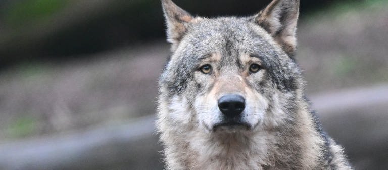 Bild eines Wolfs (Foto: dpa Bildfunk, picture alliance/dpa | Bernd Weißbrod)