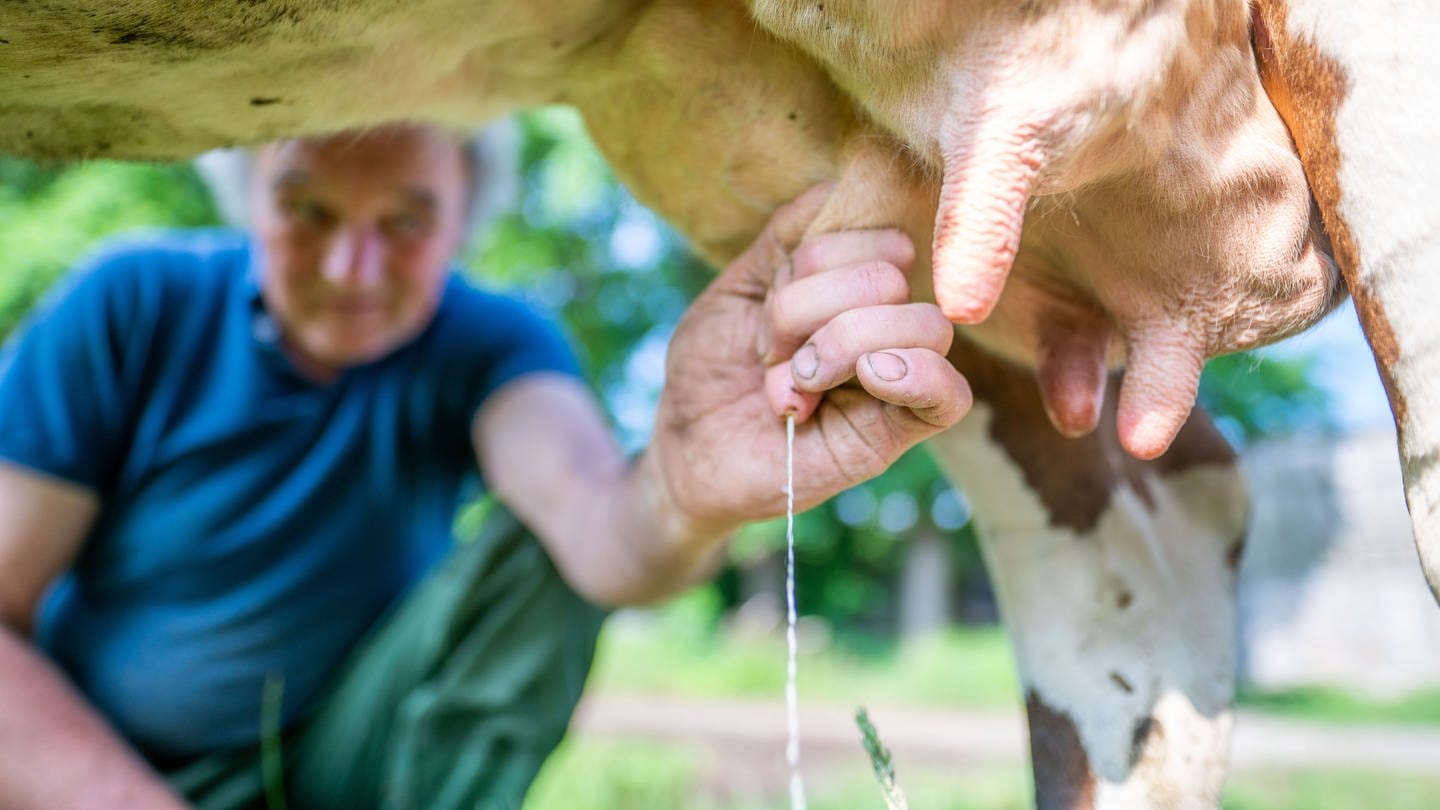 Landwirt melkt eine Kuh mit einer Hand. (Foto: picture-alliance / Reportdienste, dpa Bildfunk, Lino Mirgeler)