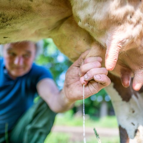 Landwirt melkt eine Kuh mit einer Hand.  (Foto: picture-alliance / Reportdienste, dpa Bildfunk, Lino Mirgeler)