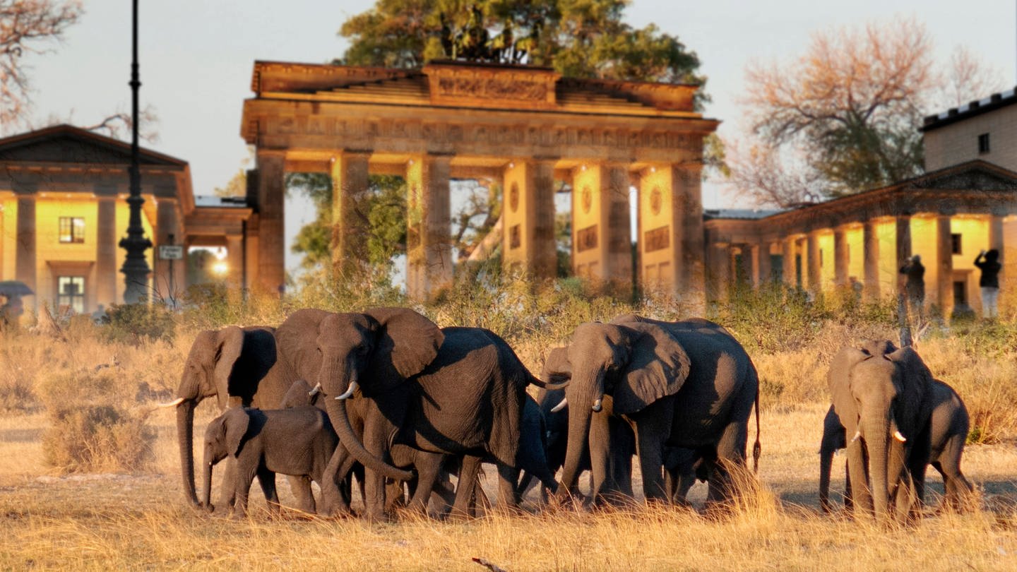 FOTOMONTAGE: 20.000 Elefanten fuer Deutschland: Was hinter dem Angebot aus Botswana steckt. Eine Herde afrikanischer Elefanten mit Jungtieren unter einem Baum im Okavango Delt (Foto: IMAGO, Sven Simon)