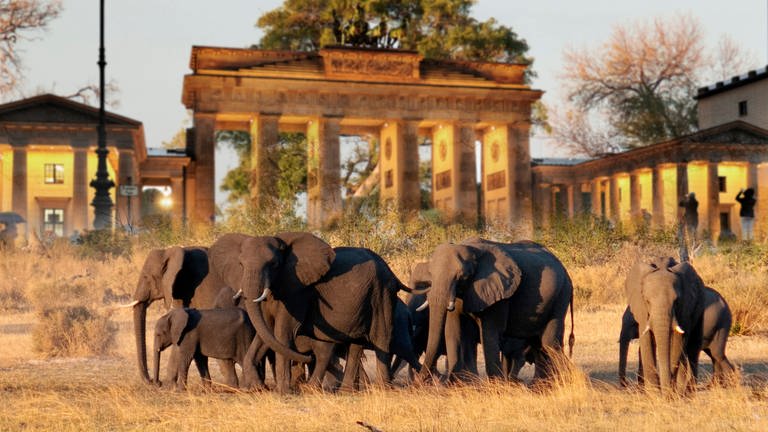 FOTOMONTAGE: 20.000 Elefanten fuer Deutschland: Was hinter dem Angebot aus Botswana steckt. Eine Herde afrikanischer Elefanten mit Jungtieren unter einem Baum im Okavango Delt (Foto: IMAGO, Sven Simon)