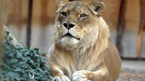 Die Löwin Safo ist mit 24 Jahren im Karlsruher Zoo gestorben (Foto: Pressestelle, Timo Deible Zoo Karlsruhe)