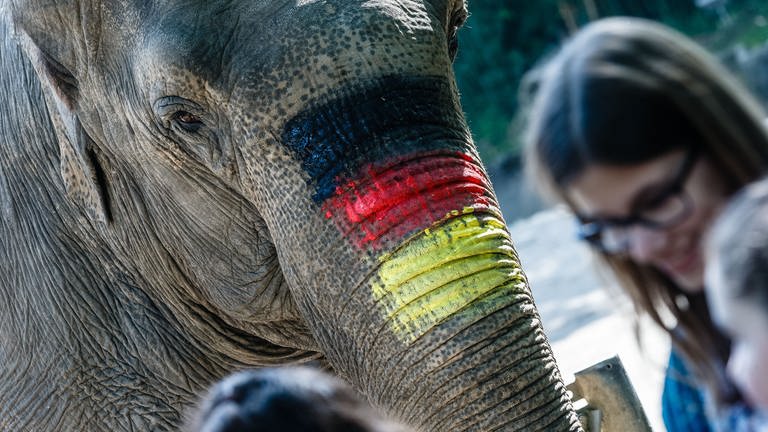 Elefant mit den deutschen Nationalfarben auf dem Rüssel