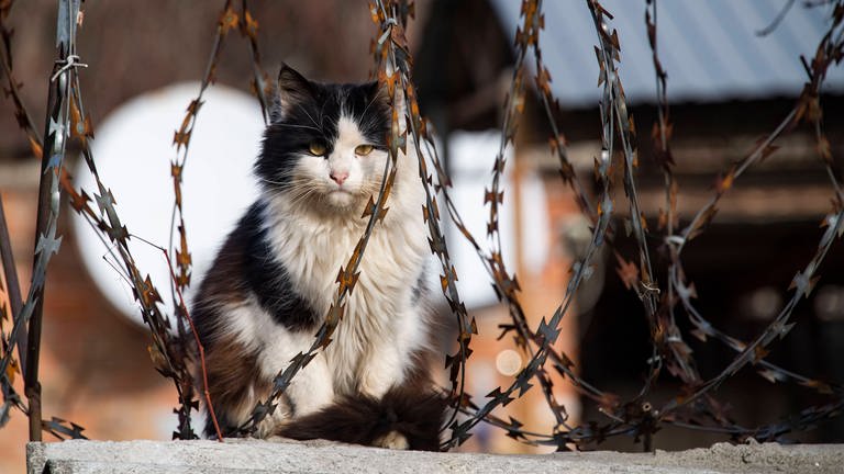 Eine Katze sitzt auf einer Straße. (Foto: IMAGO, SNA)