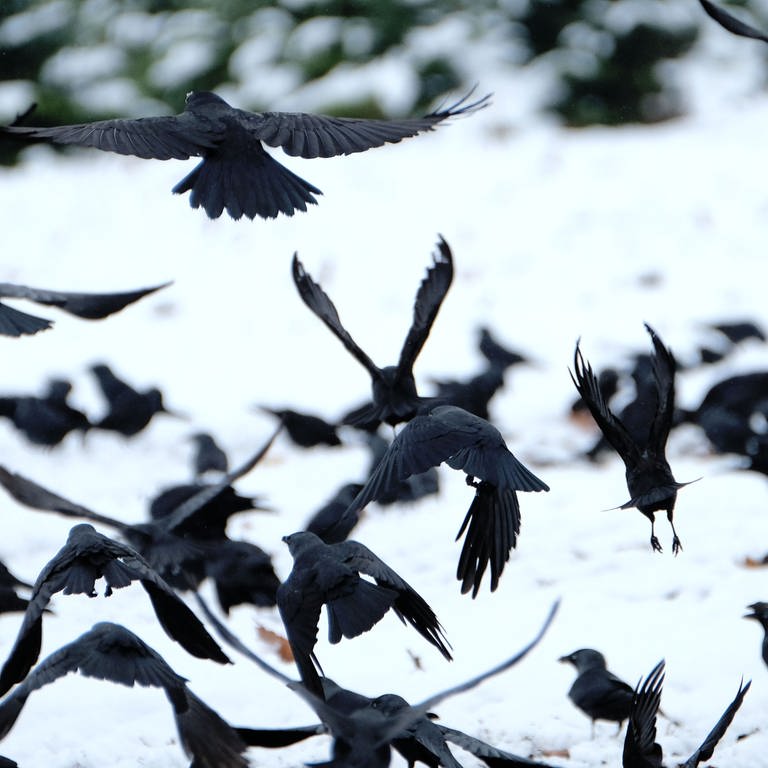 Krähen auf einem verschneiten Feld (Foto: dpa Bildfunk, Picture Alliance)