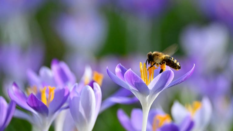 Eine Biene sitzt auf einer Blume. (Foto: dpa Bildfunk, picture alliance/dpa | Katrin Requadt)
