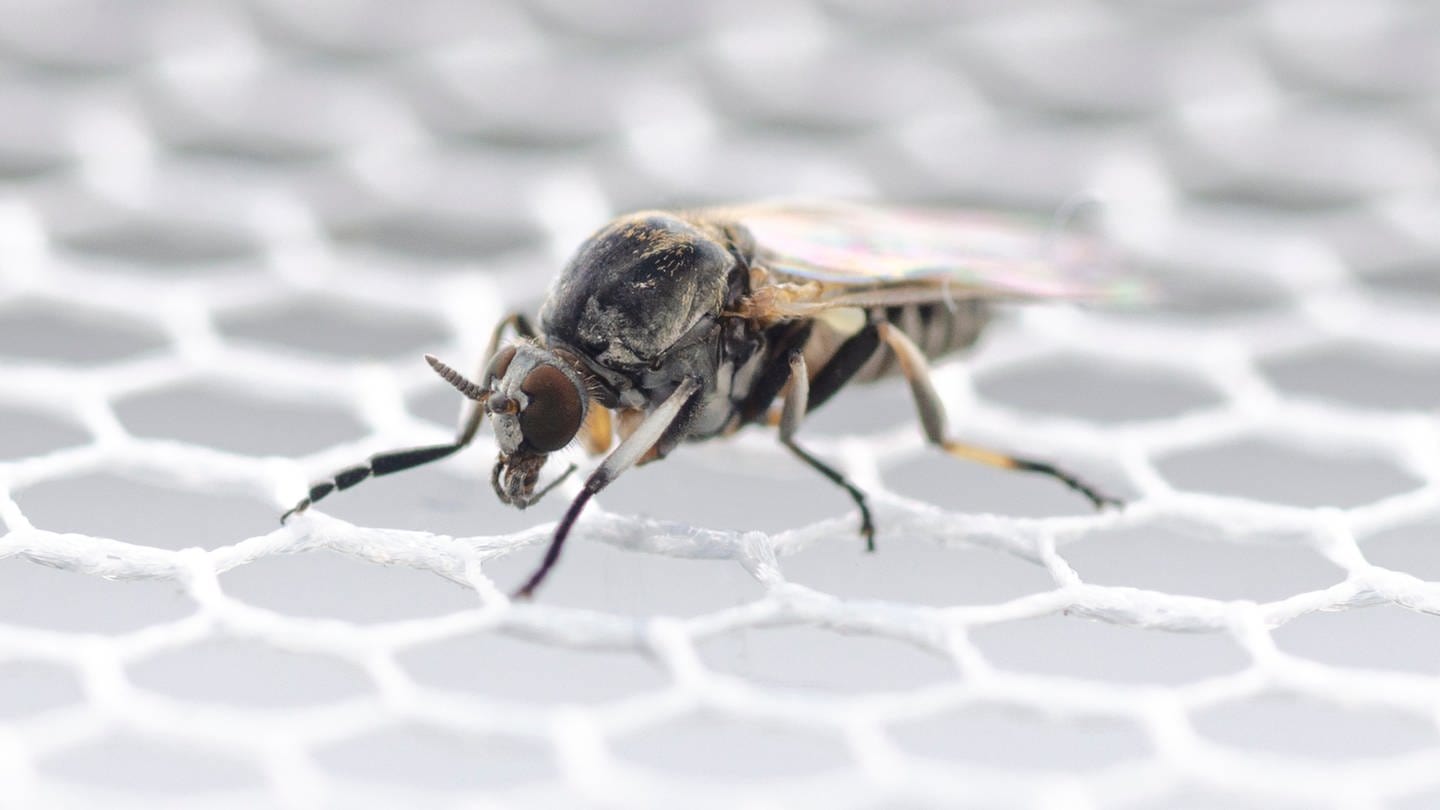 Eine Nahaufnahme einer Kriebelmücke. Forscher gehen davon aus, dass Kriebelmücken in Zukunft häufiger vorkommen werden. (Foto: dpa Bildfunk, picture alliance/dpa/Senckenberg Biodiversität und Klima Forschungszentrum | Dorian D. Doerge)