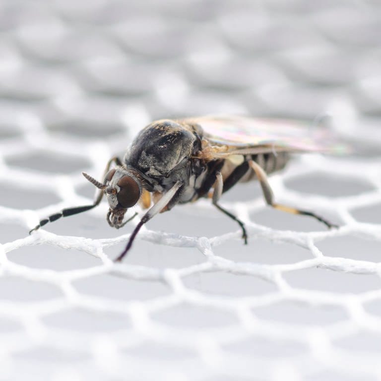 Eine Nahaufnahme einer Kriebelmücke. Forscher gehen davon aus, dass Kriebelmücken in Zukunft häufiger vorkommen werden. (Foto: dpa Bildfunk, picture alliance/dpa/Senckenberg Biodiversität und Klima Forschungszentrum | Dorian D. Doerge)