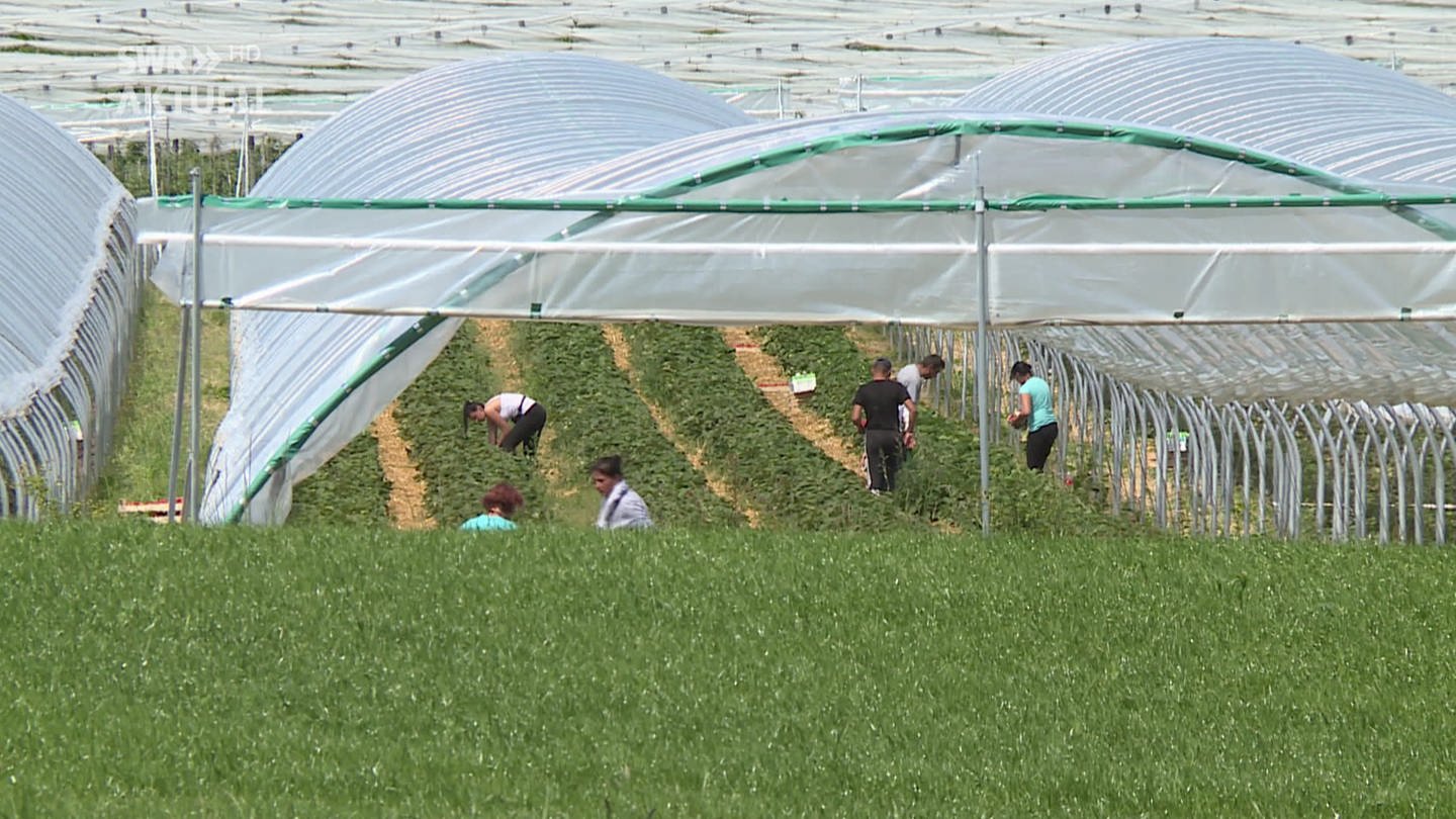 Entscheidung vertagt: Streit um Löhne zwischen georgischen Erntehelfern und Landwirt vom Bodensee