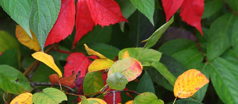 In Grün, Gelb und Rot leuchten Blätter an verschiedenen Bäumen und Sträuchern in einem Garten.  (Foto: dpa Bildfunk, picture alliance/dpa | Karl-Josef Hildenbrand)
